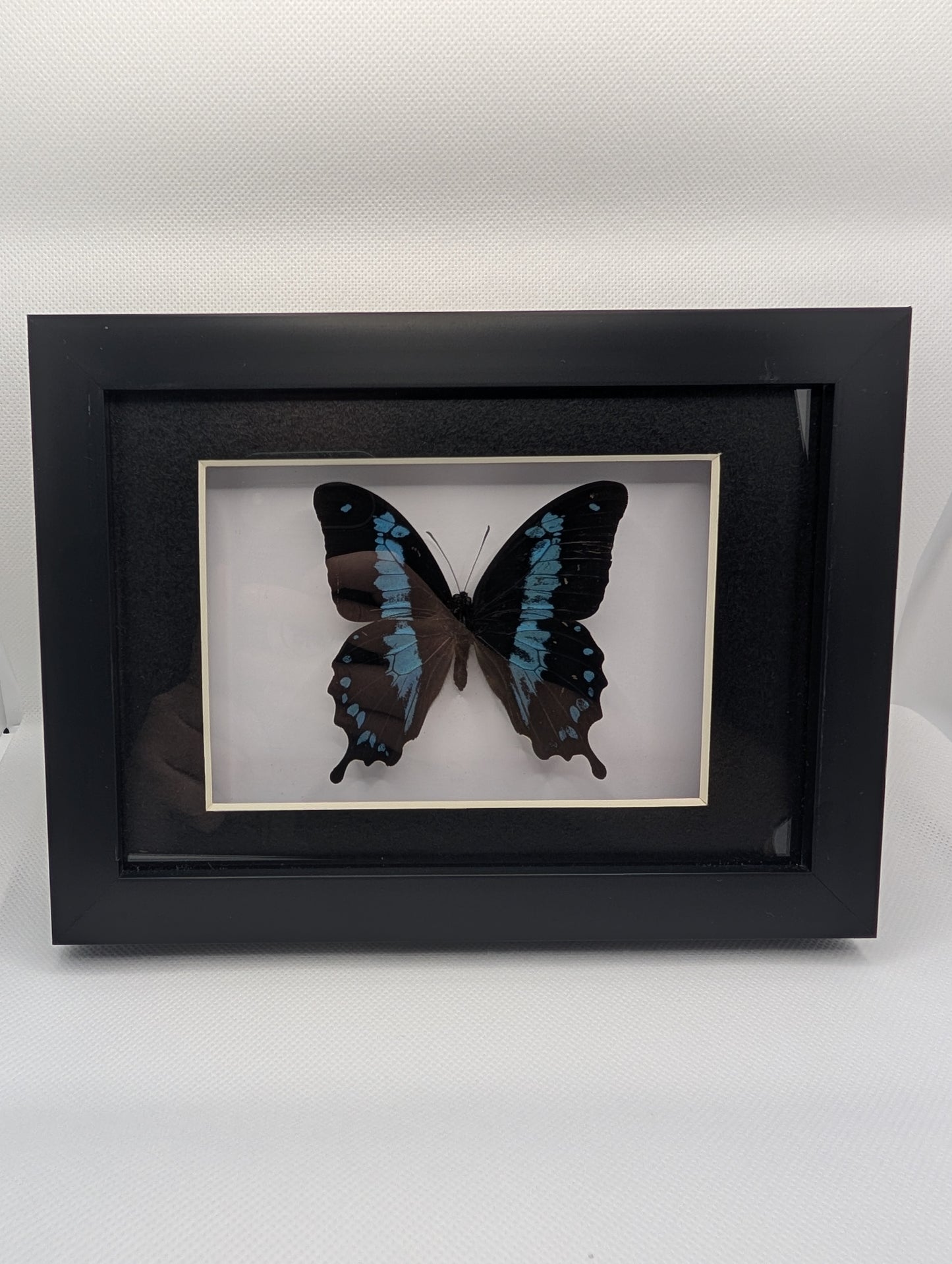 Papilio Oribazus