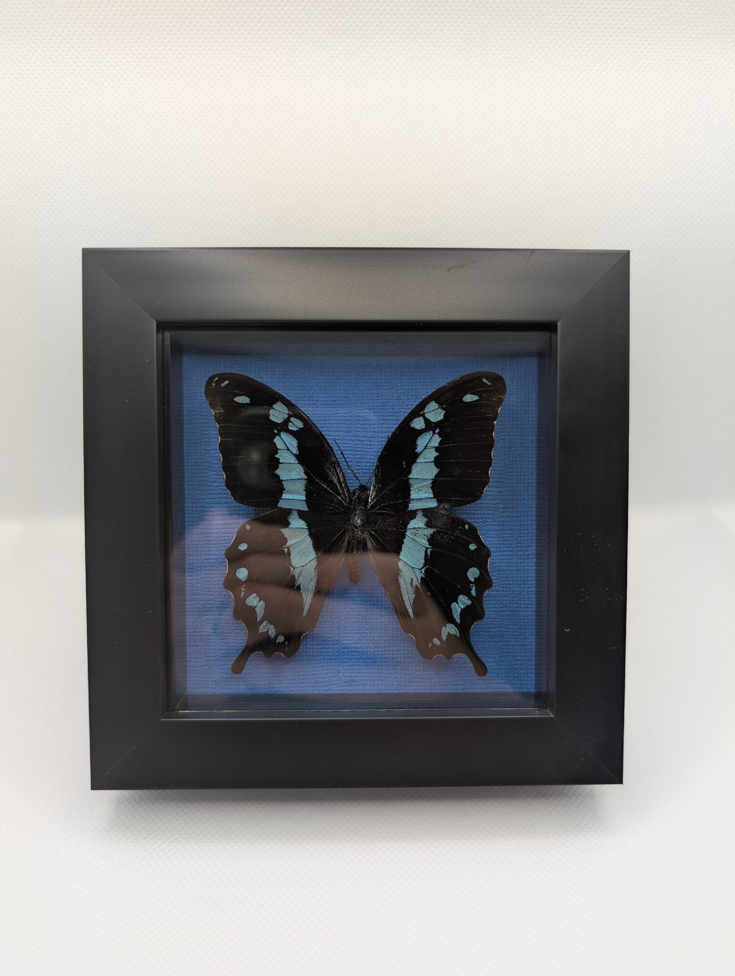 Papilio Oribazus (Madagascar)